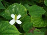 Tavi növények - Houttuynia cordata  kerek levelű Houttuynia